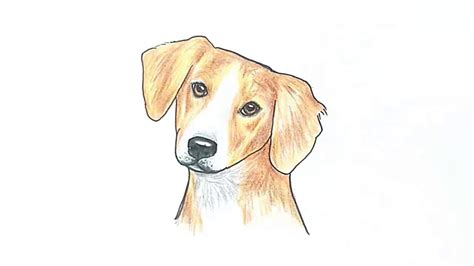 Simple Dog Face Drawing At Explore Collection Of