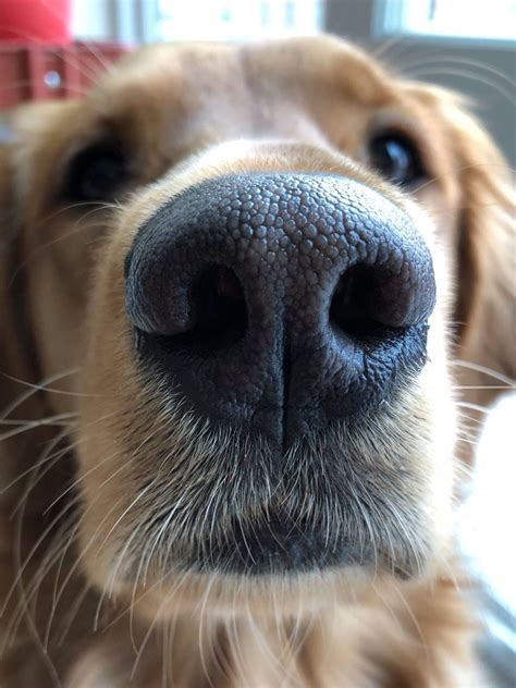 Dog Noses Are So Cute Dog Heaven Beautiful Dogs Dog Photograph
