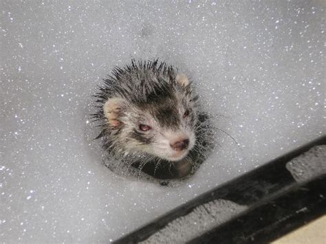 tiny treasures images  pinterest pets adorable animals  animal babies