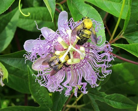 Passion Flower Bees Brookside Gardens Imagination Img7 Flickr