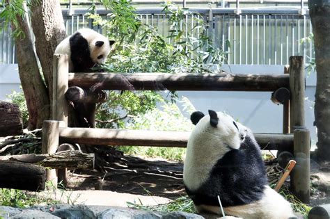 Ueno Zoo Meet Pandas Polar Bears And Capybaras At Japans Oldest Zoo