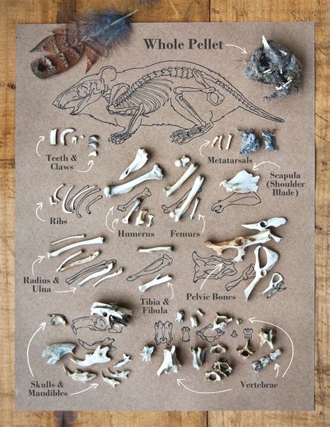 Mouse Bones Found In Owl Pellets Photograph And Illustration By
