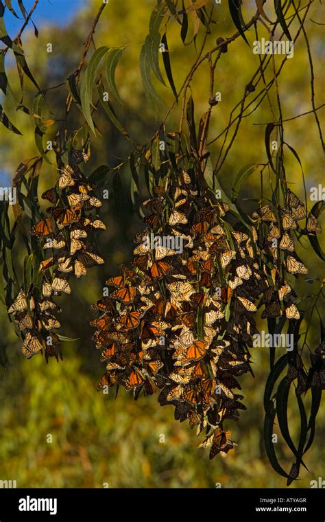 Mass Of Monarch Butterflies Danaus Plexippus Overwintering In Trees