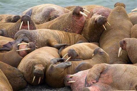 Tens Of Thousands Of Walruses Are Stranded On This Alaskan Beach
