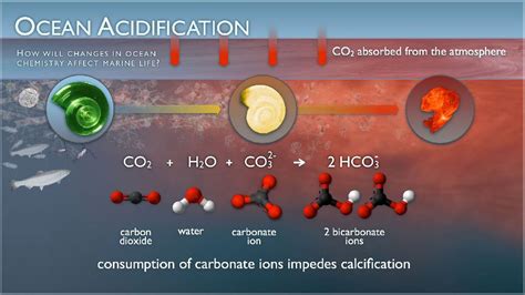 Great Dying Caused By Ocean Acidification