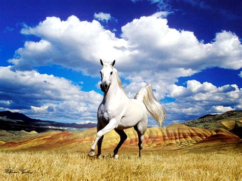 Stunning White Horse Animals Photo 34915000 Fanpop
