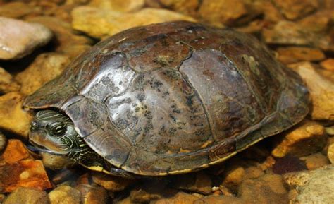 This Is The Delightful Northern Map Turtle Turtleholic