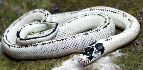 Reverse Double Striped High White Phase California Kingsnake