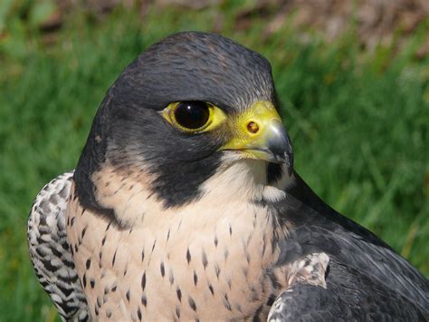 Peregrine Falcon - Tiercel: E2BN Gallery