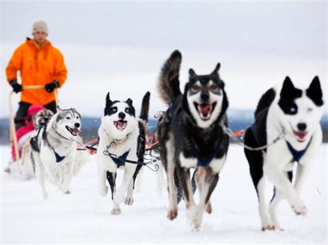 Huskies And Husky Sledding In Lapland Arctic Guesthouse And Igloos