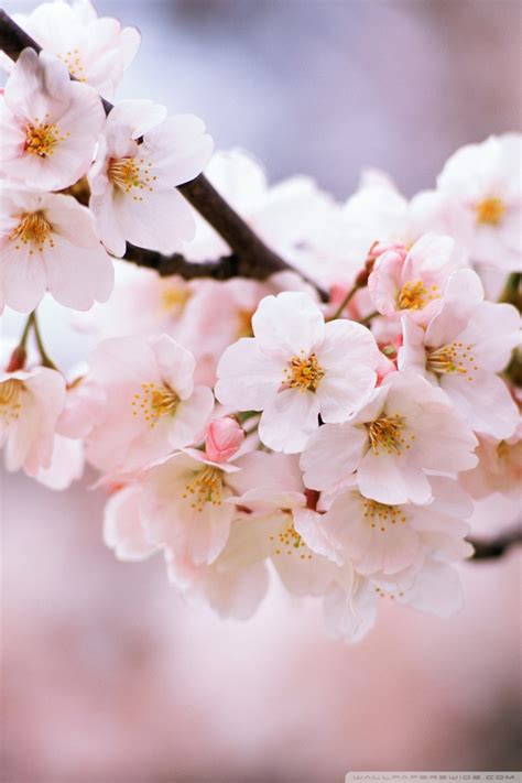 Download Cherry Blossom Phone Wallpaper Gallery
