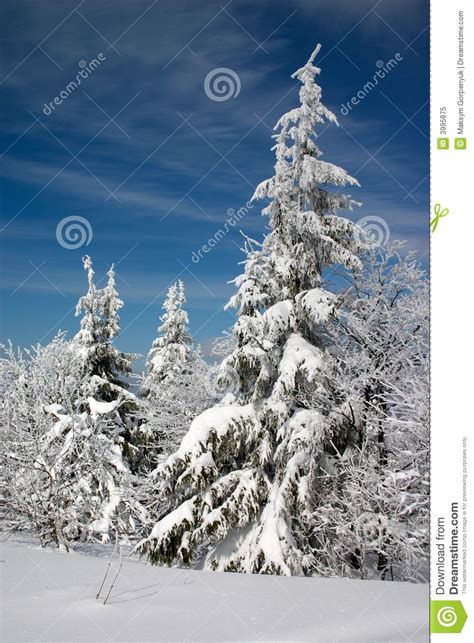 Snow Covered Fir Trees Stock Image Image Of Light Bright 3995875