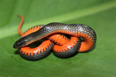 Black Swampsnake Florida Snake Id Guide