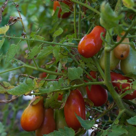 Great Tomatoes For Southern Gardens Hgtv