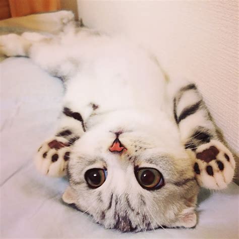 20 Of The Cutest Kittens Ever Bored Panda