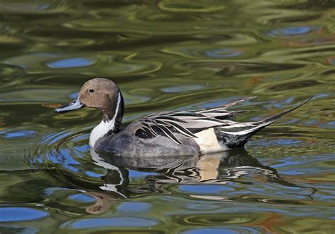 Pictures And Information On Northern Pintail
