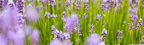 Lavender Flower Wallpaper 70 Pictures
