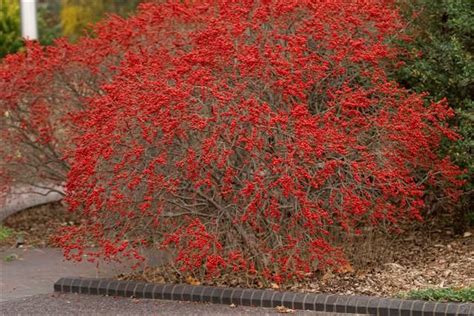 Ilex Verticillata Red Sprite Red Sprite Winterberry Holly On