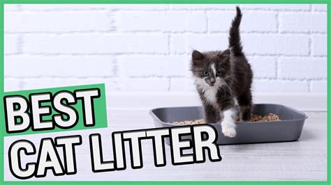 Best Cat Litter 5 Best Cat Litters 2021 🐱 Youtube