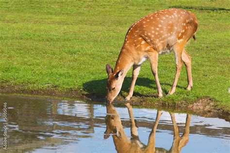 Female Deer Drinking Water From A Pond Stock Photo Adobe Stock