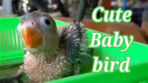 Cute Baby Bird Lovebird Youtube