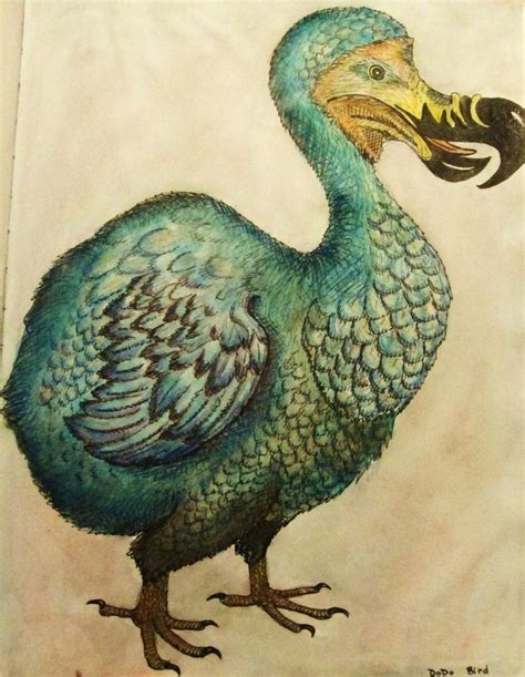 Dodo Bird Pencil Ink And Watercolor Bird Dodo Bird Art