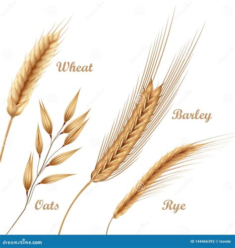 Vector Illustration Of Four Agricultural Crops Cereals Set With Wheat