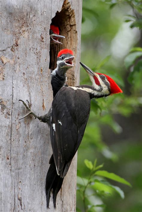 Art Landers Outdoors Woodpeckers Are A Kentucky Native Negatively