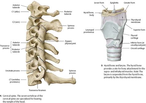 Neck Atlas Of Anatomy