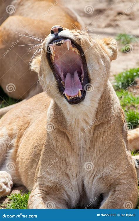 Lioness Yawning A Female Lion With Mouth Wide Open Showing Canine