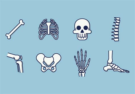 Free Human Skeleton Vector Download Free Vector Art Stock Graphics