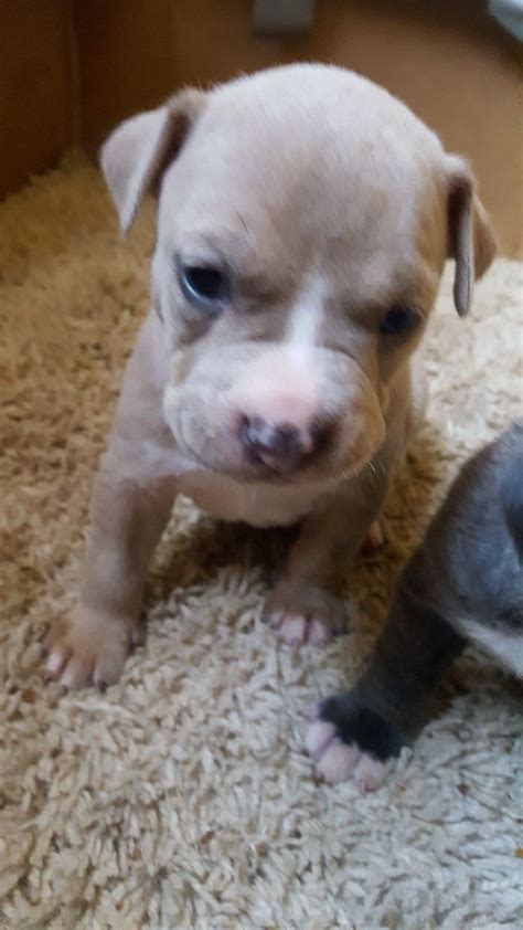 These include allergies, bone problems, and heart disease. Male pitbull puppy 3 weeks old | Pitbull puppies, Puppies, Pitbulls