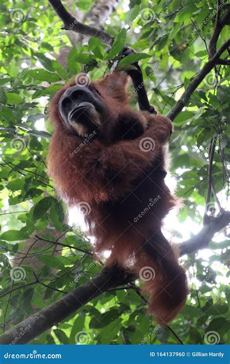 Orangutan Mother Climbing Stock Photo Image Of Gunung 164137960