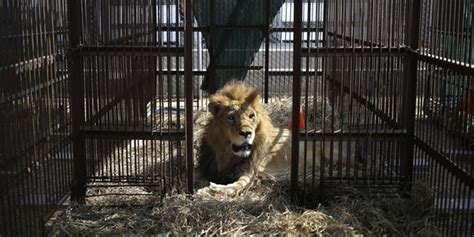 33 Lions Rescued From Peruvian And Colombian Circuses Heading Home To