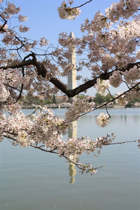 Cherry Blossoms With The Washington Monument Smithsonian Photo