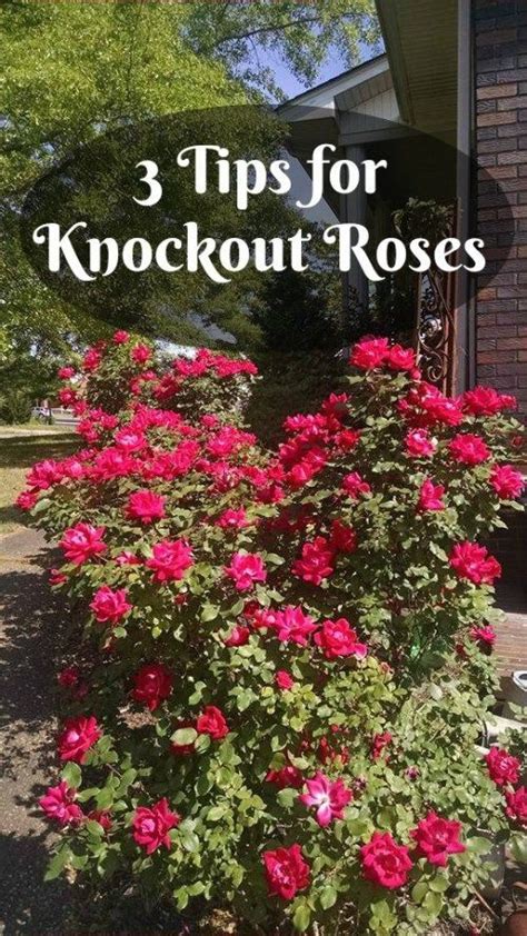 3 Care Tips For Knock Out Roses Southern Gardening Gal Modern