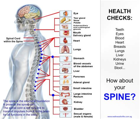 Wellness For Life Chiropractic Spinal Checkup