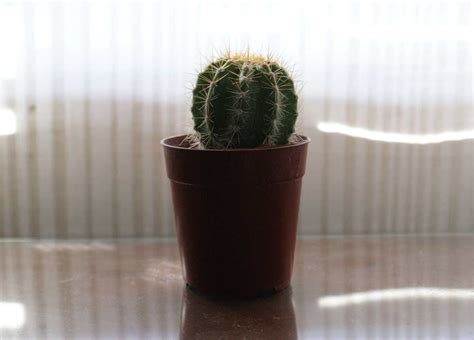 La frecuencia del riego variará según el clima, el tamaño del cactus y el tipo de en general, hay dos maneras de regar las plantas: Mi mini cactus