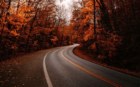 Download Wallpaper 2560x1600 Road Turn Trees Autumn Fallen Leaves