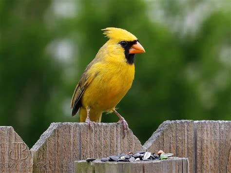‘one In A Million Yellow Cardinal Spotted In Alabama