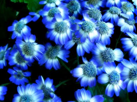 Blue Flower Wallpapers Asimbaba Free Software Free Idm Forever