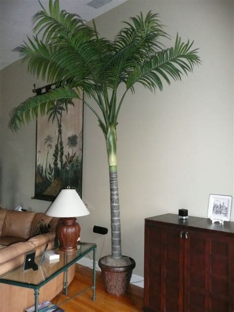 Pin By Travana Short On Home Ideas Indoor Palms Indoor Palm Trees