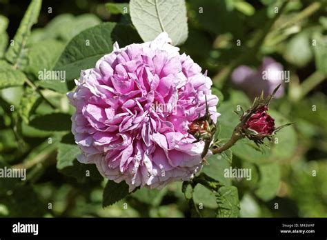 Rosa Damascena Damask Rose Leda Damascus Rose Stock Photo Alamy
