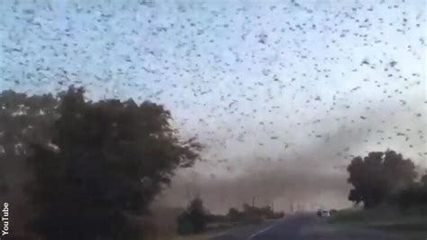 Video Massive Locust Swarm Fills Russian Sky Coast To Coast Am
