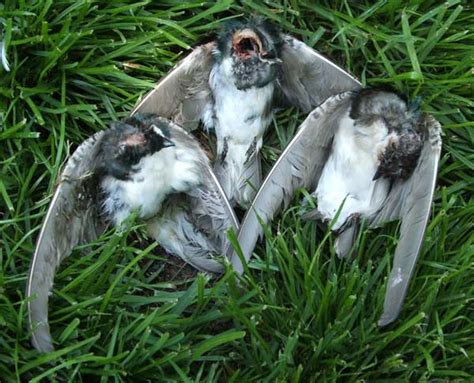 Tree Swallows Killed By House Sparrows Bluebird