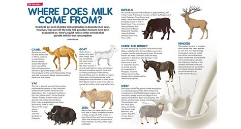 Where Does Milk Come From