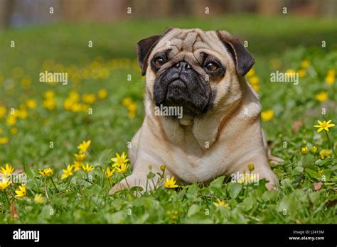 Quadruped Hi Res Stock Photography And Images Alamy