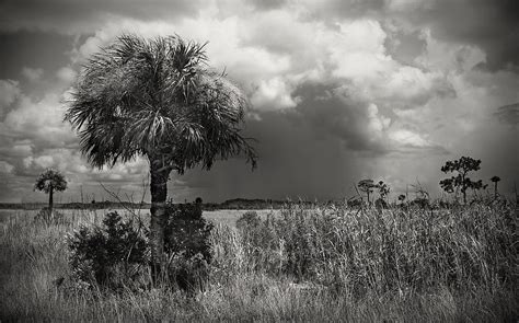 Storm Over Big Cypress 1 Photograph By Rudy Umans Fine Art America