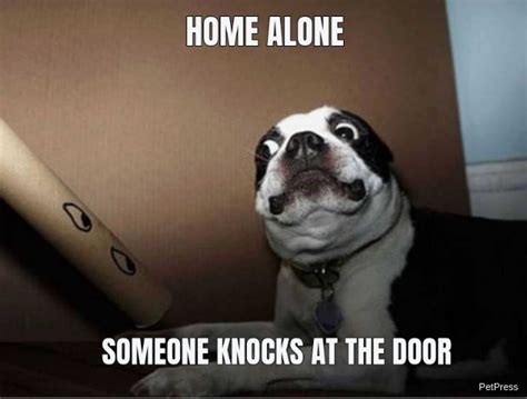 10 Scared Dog Memes With Hilarious Reactions Petpress