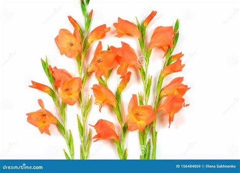 Beautiful Orange Gladiolus Flower On White Background Stock Image